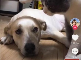 抖音小视频搞笑,抖音小视频搞笑文案短句