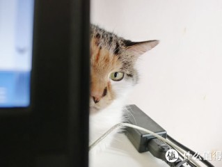小猫智能书写工具,小猫智能写作机器人