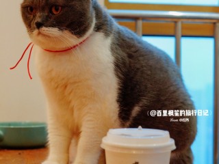 豆包拿铁是什么猫的简单介绍