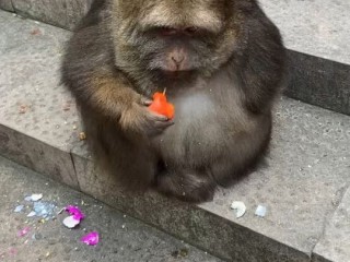 对独臂猴咬伤人的看法,网红独臂猴咬伤师太