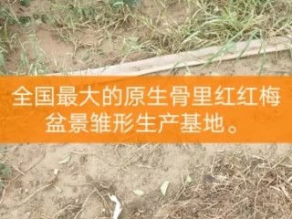 快手在线观看视频红梅姐姐,快手在线观看视频红梅