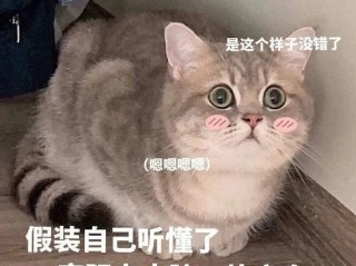 抖音五只猫摇头表情包,五只猫咪摇头表情包怎么添加到微信