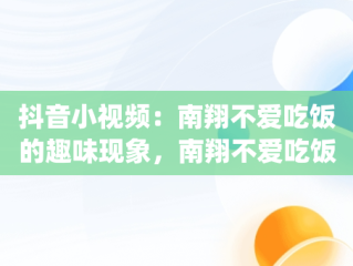 抖音小视频：南翔不爱吃饭的趣味现象，南翔不爱吃饭视频bgm 