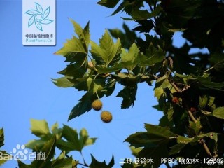 百度梧桐大道,百度梧桐