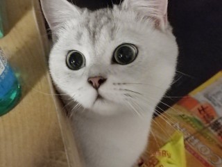 猫咪短视频制作教程(猫咪短视频制作教程图片)