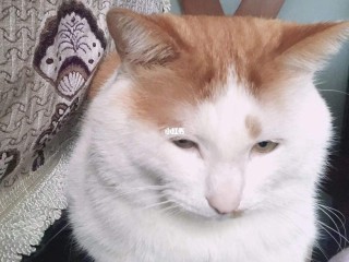 网红鸡排猫(网红猫 土豆)