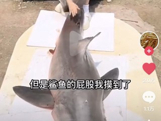 四川网红提子吃鲨鱼原视频,四川网红提子吃鲨鱼后续
