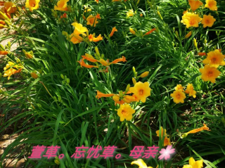 关于AI人衣替换忘忧草的信息
