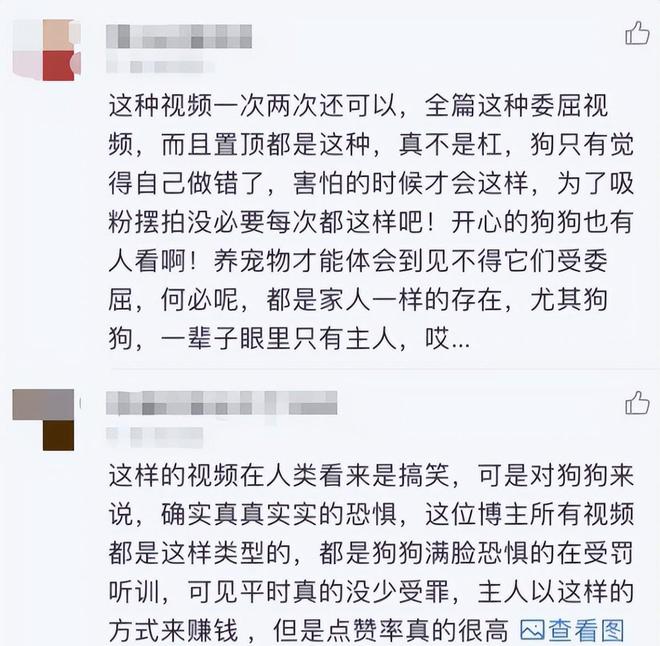 网红小狗小胖账号,网红小狗小胖账号是多少