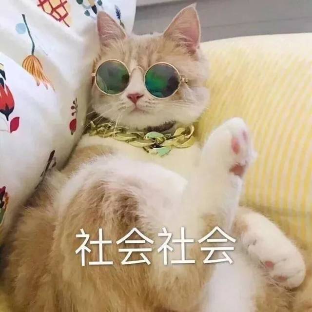 猫咪app抖音,猫咪视频抖音版