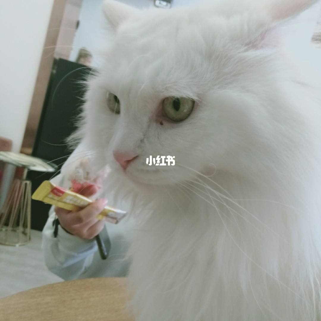 网红猫咖经营日记,网红猫咖经营日记全文下载