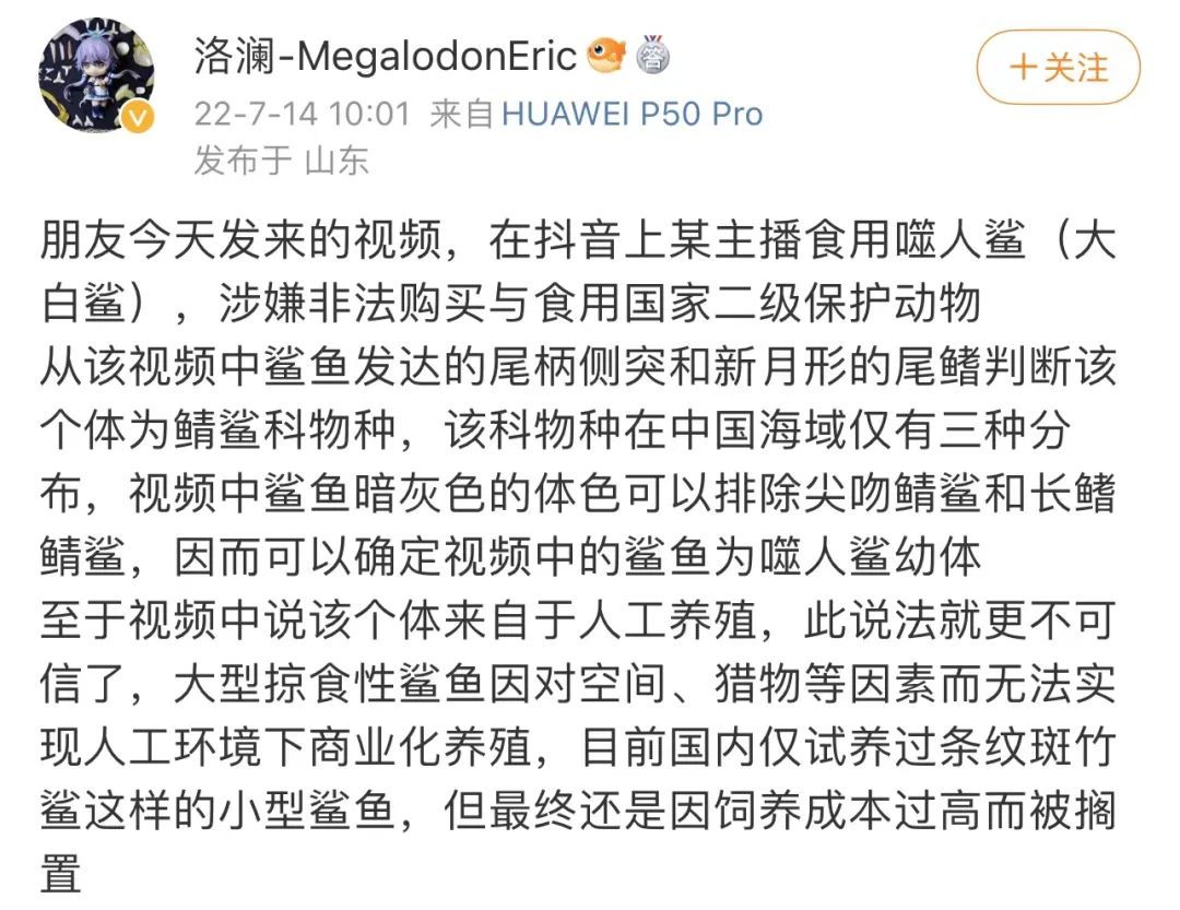 网红吃播大白鲨来源于哪里,网红吃播大白鲨来源